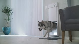 pet door2