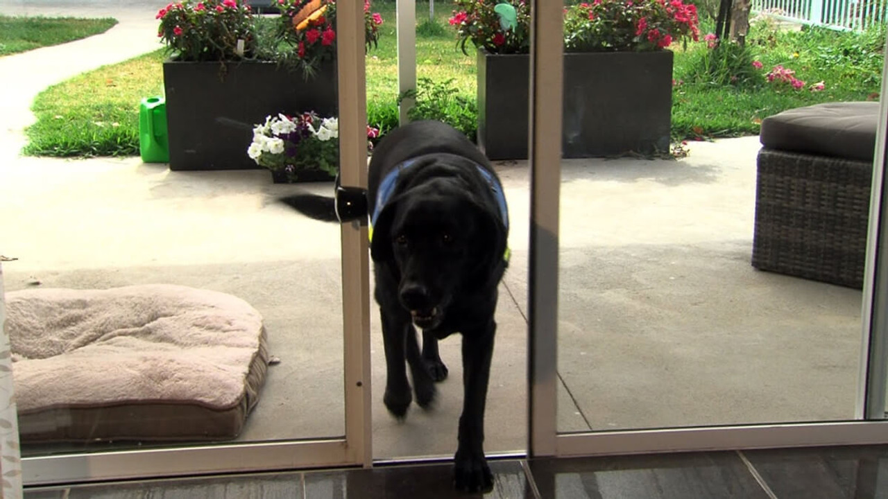 autoslide-sliding-glass-pet-door